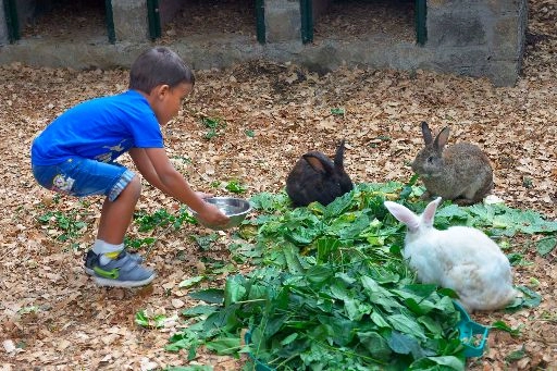 Kid feeding rabbits